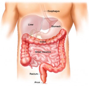 cecum location diagram