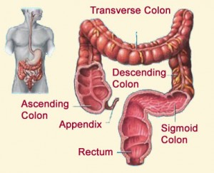 Sections of the Colon